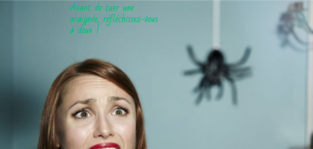 Avant de tuer une araignée, réfléchissez-vous à deux !