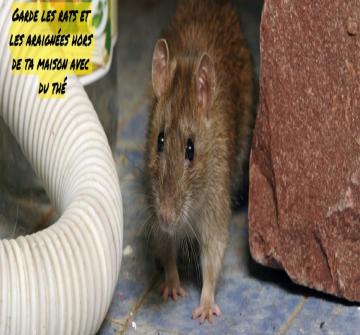 Si ta maison est chaude et qu'il y a une entrée que ces petits animaux peuvent utiliser pour entrer à l'intérieur, alors ta maison peut être leur cible.