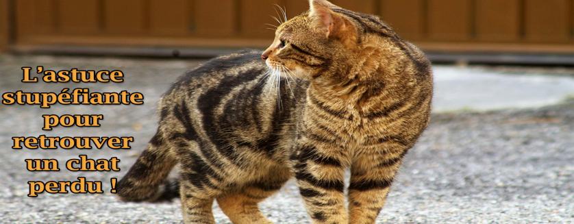 L’astuce stupéfiante pour retrouver un chat perdu !