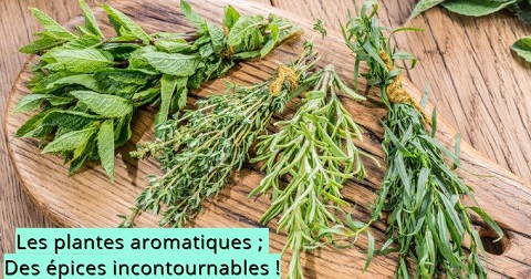 Les plantes aromatiques ; Des épices incontournables !