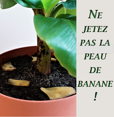 Ne jetez pas la peau de banane !