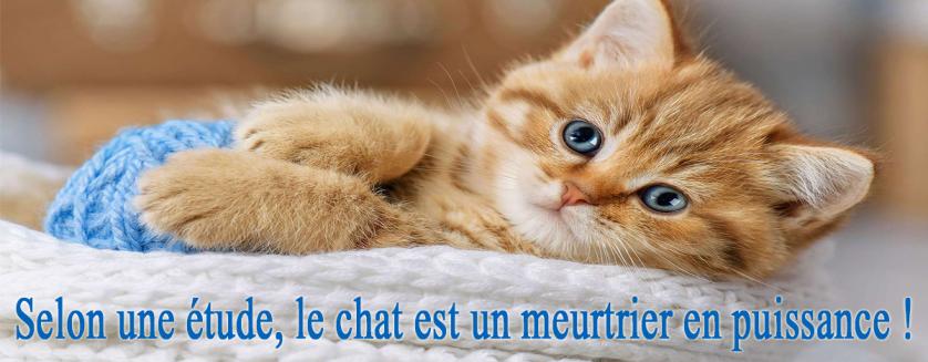 Selon une étude, le chat est un meurtrier en puissance !