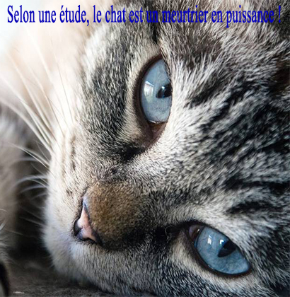 Selon une étude, le chat est un meurtrier en puissance !