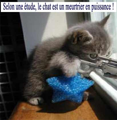 Selon une étude, le chat est un meurtrier en puissance !