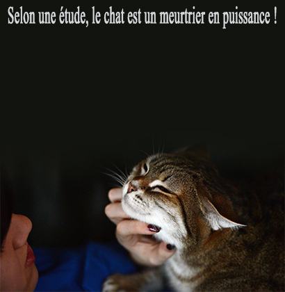 Selon une étude, le chat est un meurtrier en puissance !