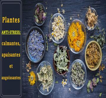 Nous sommes quotidiennement exposés à de nombreuses situations propices au stress. Vous souhaitez trouver une méthode naturelle pour vous relaxer, mais hésitez à vous tourner vers les plantes médicinales car vous ne savez pas trop quelles sont les plantes les plus appropriées ? Certaines plantes anti-stress ont la capacité de nous apaiser. Voici les 5 plantes médicinales apaisantes.