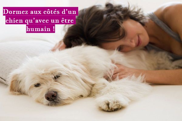 Dormez aux côtés d’un chien qu’avec un être humain !