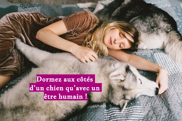 Dormez aux côtés d’un chien qu’avec un être humain !